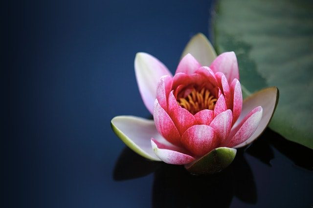 fleur de Lotus signification