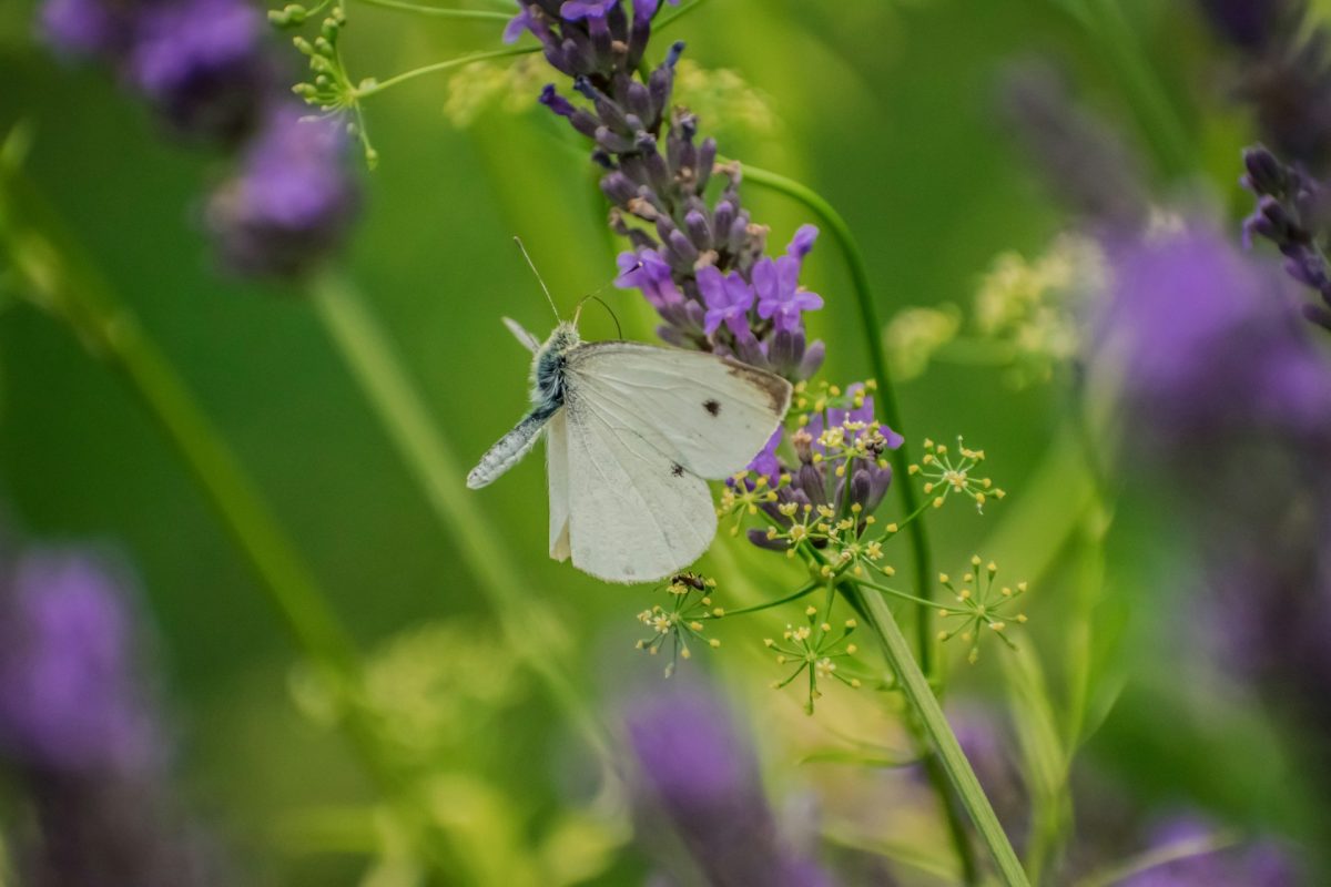 papillon-blanc-signification