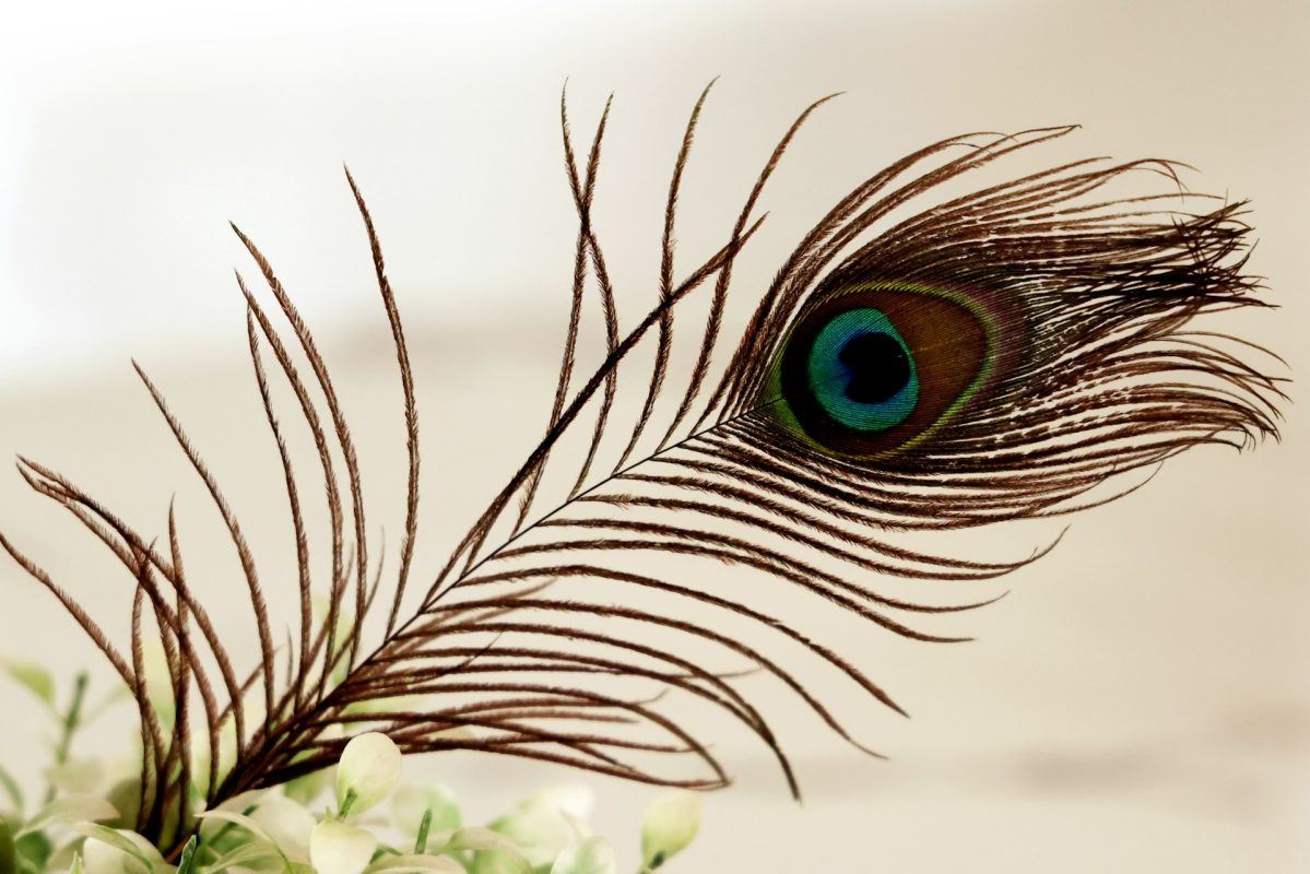 plume-de-paon-signification