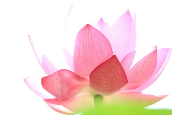 nam-myoho-renge-kyo-signification