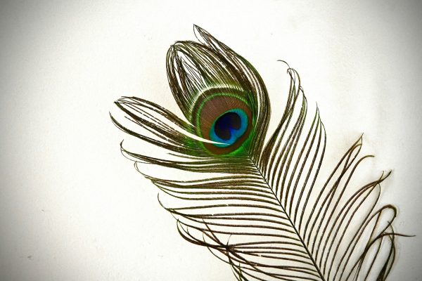 symbole-du-paon-signification