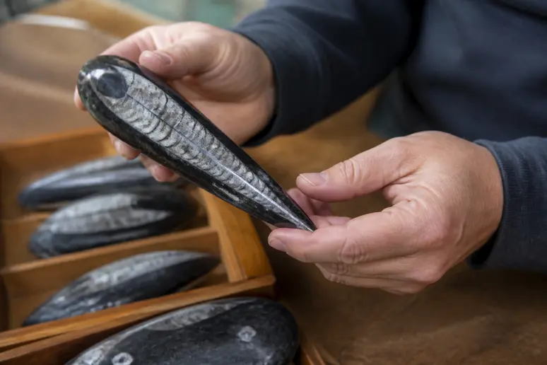 Mains examinant un fossile d'orthoceras poli sur une table en bois clair.